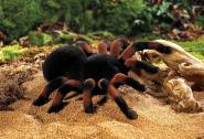 RC Spinne -Tarantel- ferngesteuert 